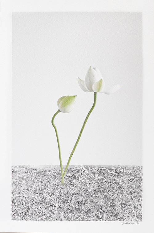 LOTUS-White Light #003 by Keiichiro Muramatsu