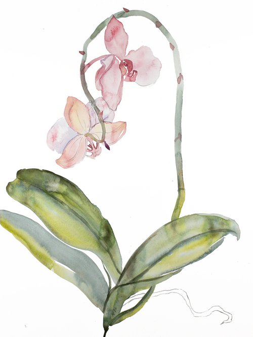 Orchid No. 9 by Elizabeth Becker