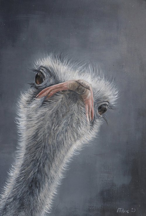 Ostrich Portrait by Alex Jabore