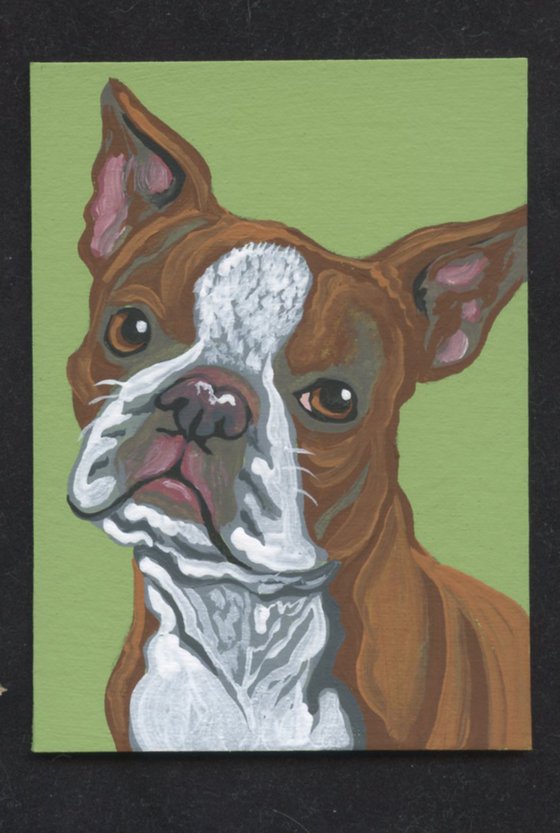 ACEO ATC Original Miniature Painting Red Boston Terrier Pet Dog Art-Carla Smale