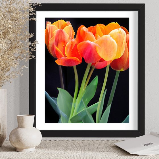 Tulips