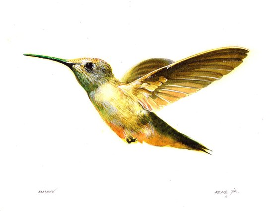Hummingbird