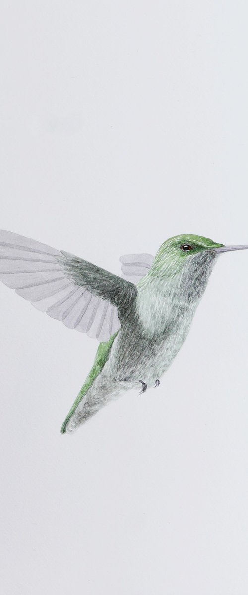 Hummingbird in flight sketch by Karina Danylchuk