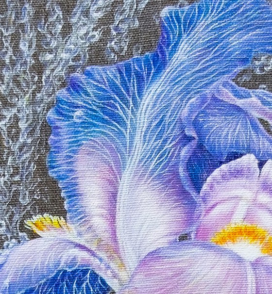 "Iris in Rain Pearls"