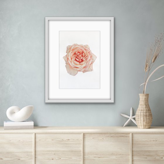 A rose of a delicate pink colour. Original watercolor artwork