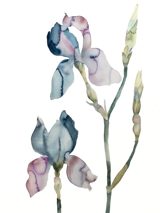 Iris No. 196