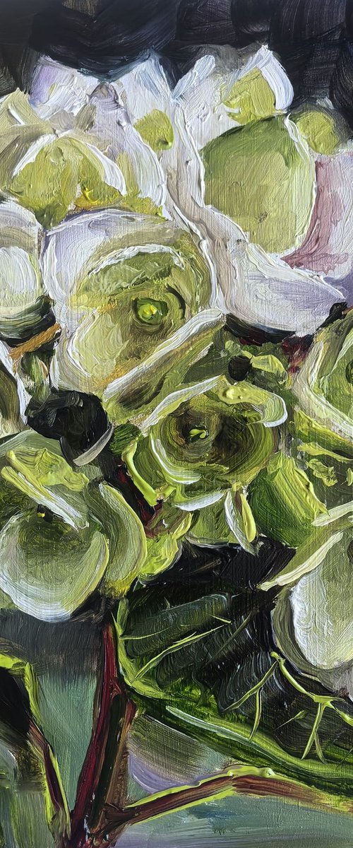 White hydrangea by Leyla Demir