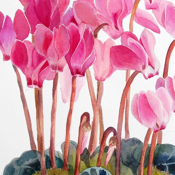 Cyclamen