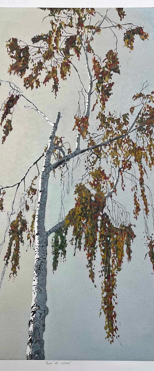 Birch at Sunset linocut by C Staunton