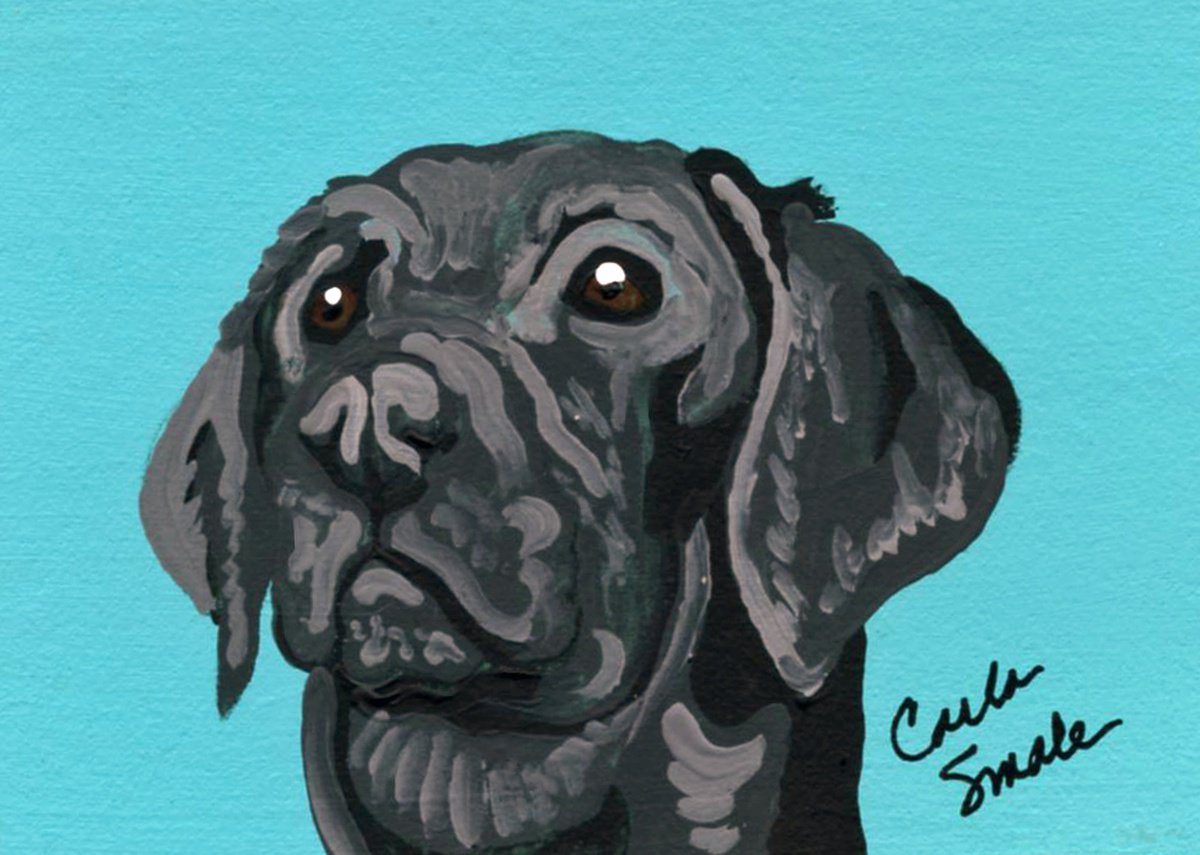 Black Labrador Retriever by Carla Smale