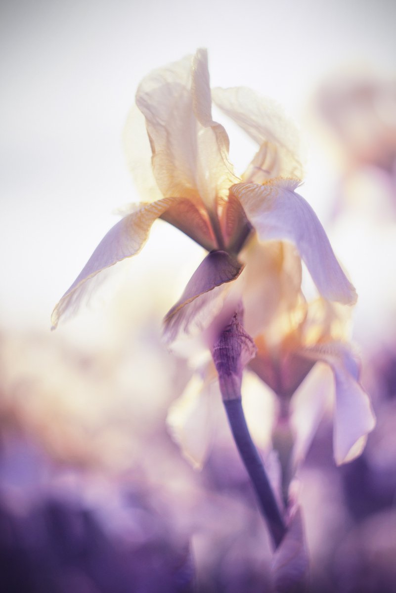 Iris flower by Vlad Durniev Photographer