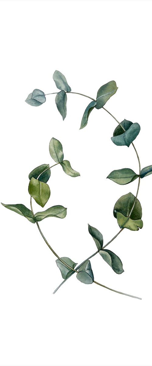 Eucalyptus. by Nataliia Kupchyk