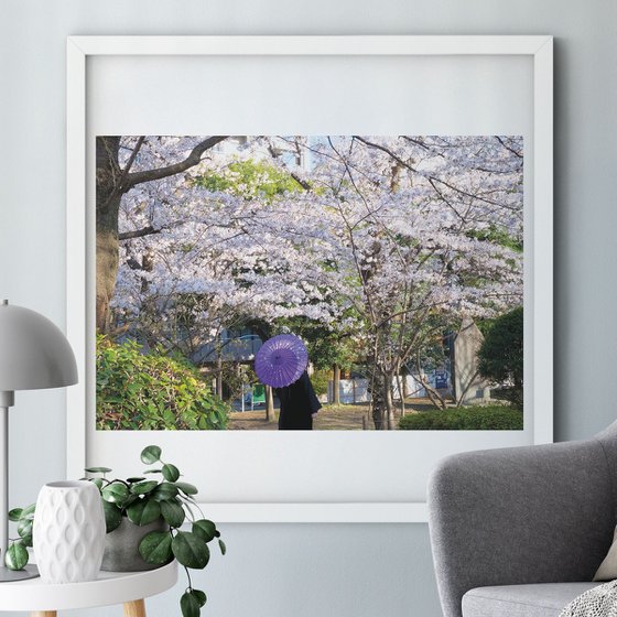 Sakura Umbrella