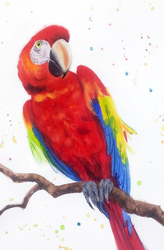 RESERVED for HELEN - Red Macaw – Red Parrot