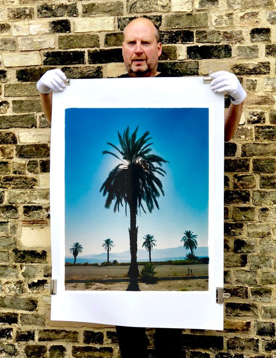 Palm Tree, Salton Sea, California