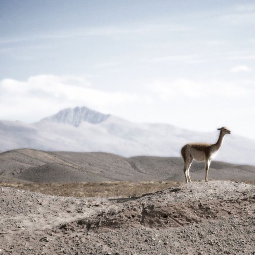 The Lone Llama by Louise O'Gorman