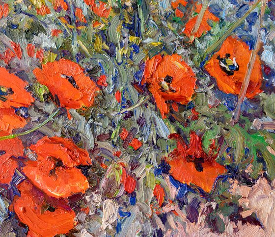 Alpine Poppies