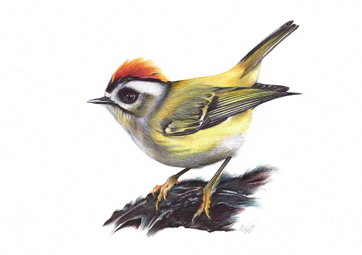 Photorealistic Animal Drawing By Daria Maier, 13 X 9, Common Firecrest, Original Artwork