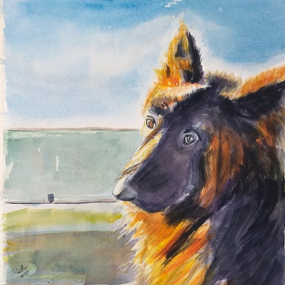 German Shepherd