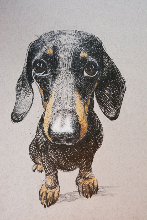 Dog - Dachshund