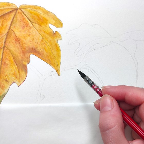 Golden Maple