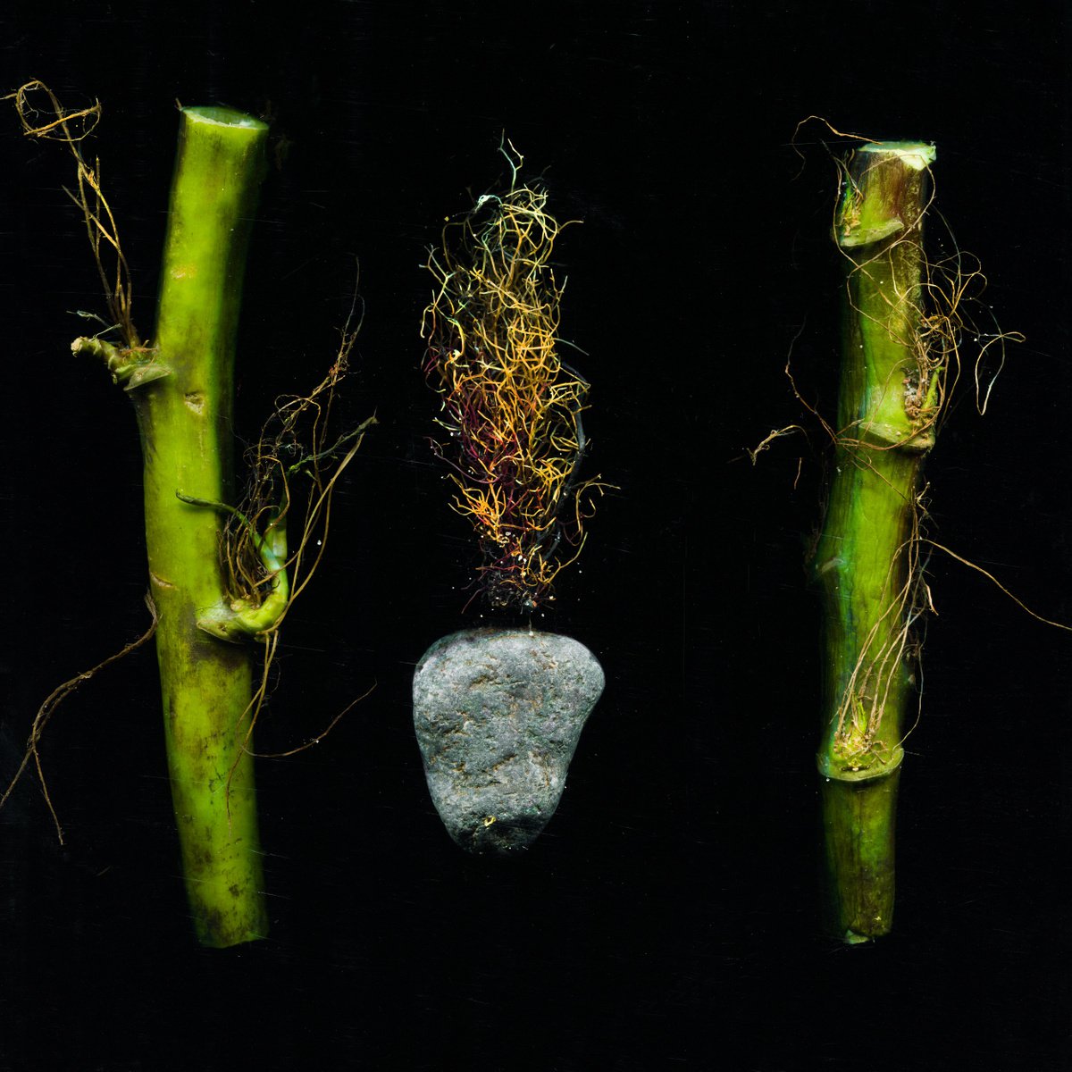seaweed, stems and algae 7 by Jochim Lichtenberger