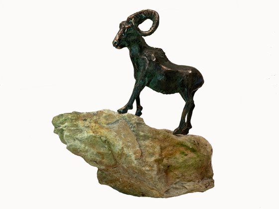 Mouflon