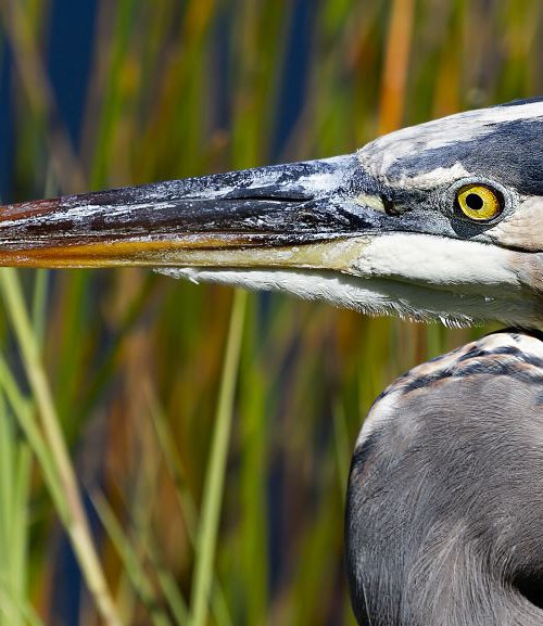 Birds - Great Grey Heron close up, The Everglades, Florida by MBK Wildlife Photography
