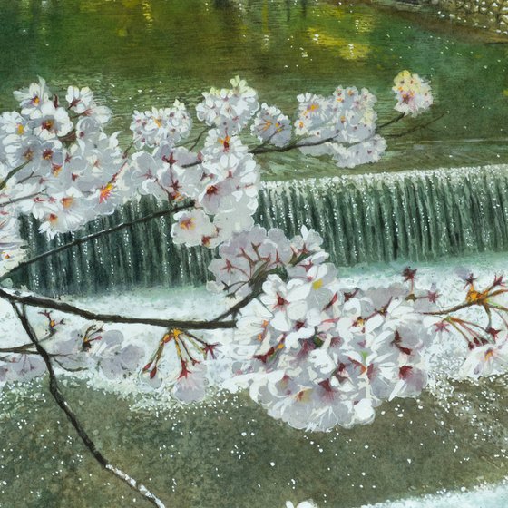 Kyoto Cherry Blossoms and River