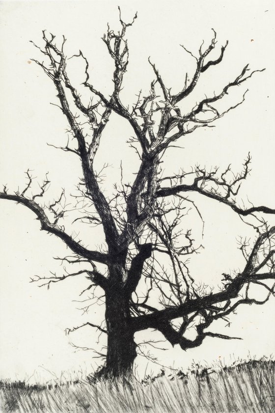 Winter Abscission