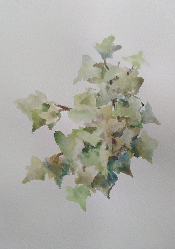 Garden ivy. Original watercolour painting. 2020