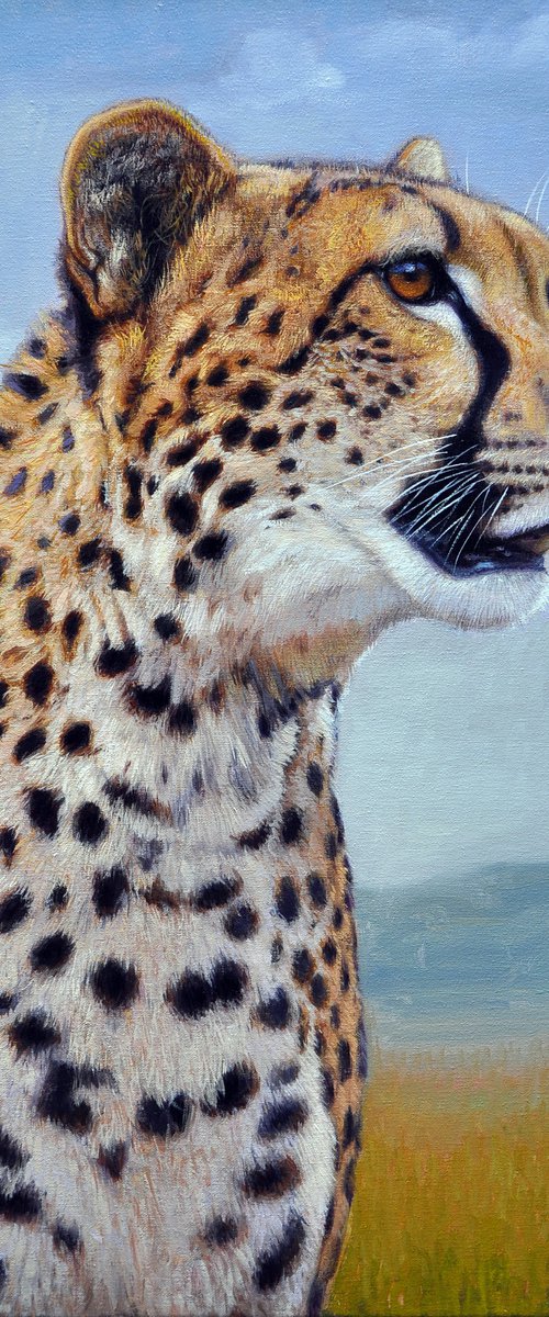 Cheetah by Gabriel Hermida
