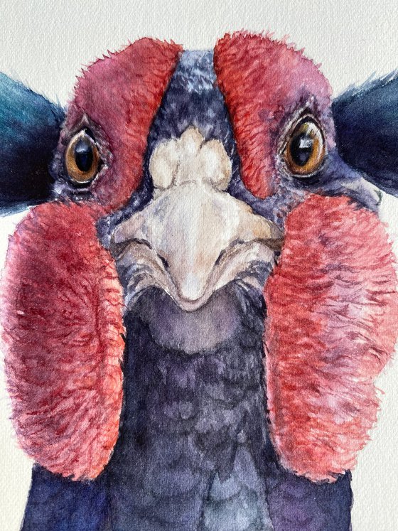 Pheasant with funny blue bangs