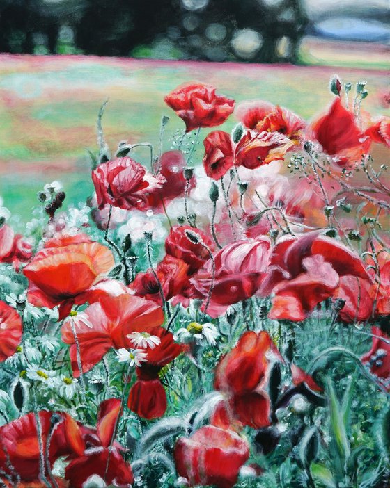 Poppies