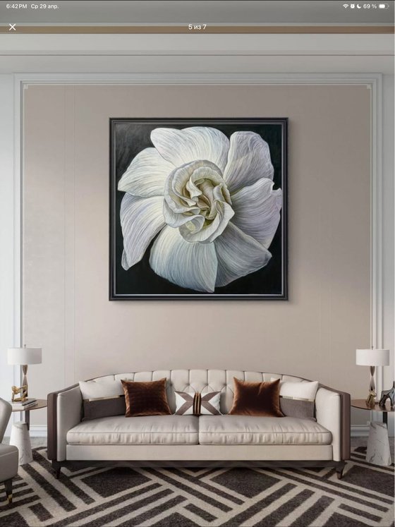 White Camellia Bloom
