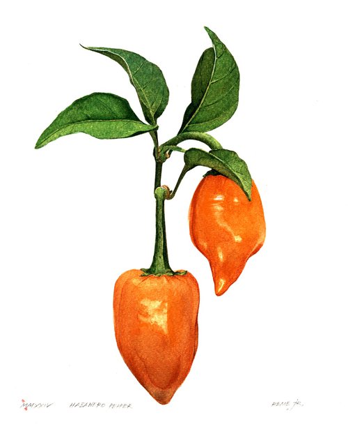 Habanero Pepper by REME Jr.