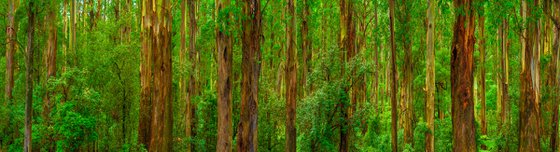 Dandenong Ranges