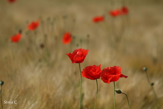 Poppies in a row