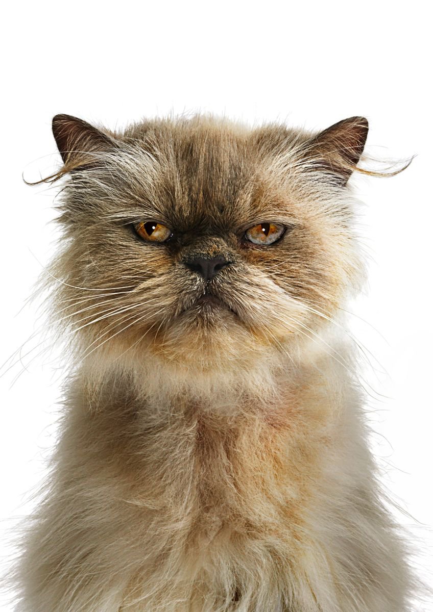 Photorealistic Animal Photograph By Gandee Vasan, 23 X 17, Clever As The Devil, Original Artwork