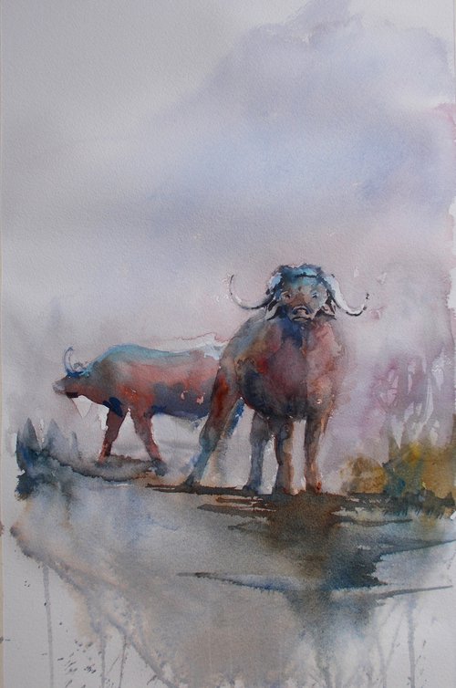 buffalos by Giorgio Gosti