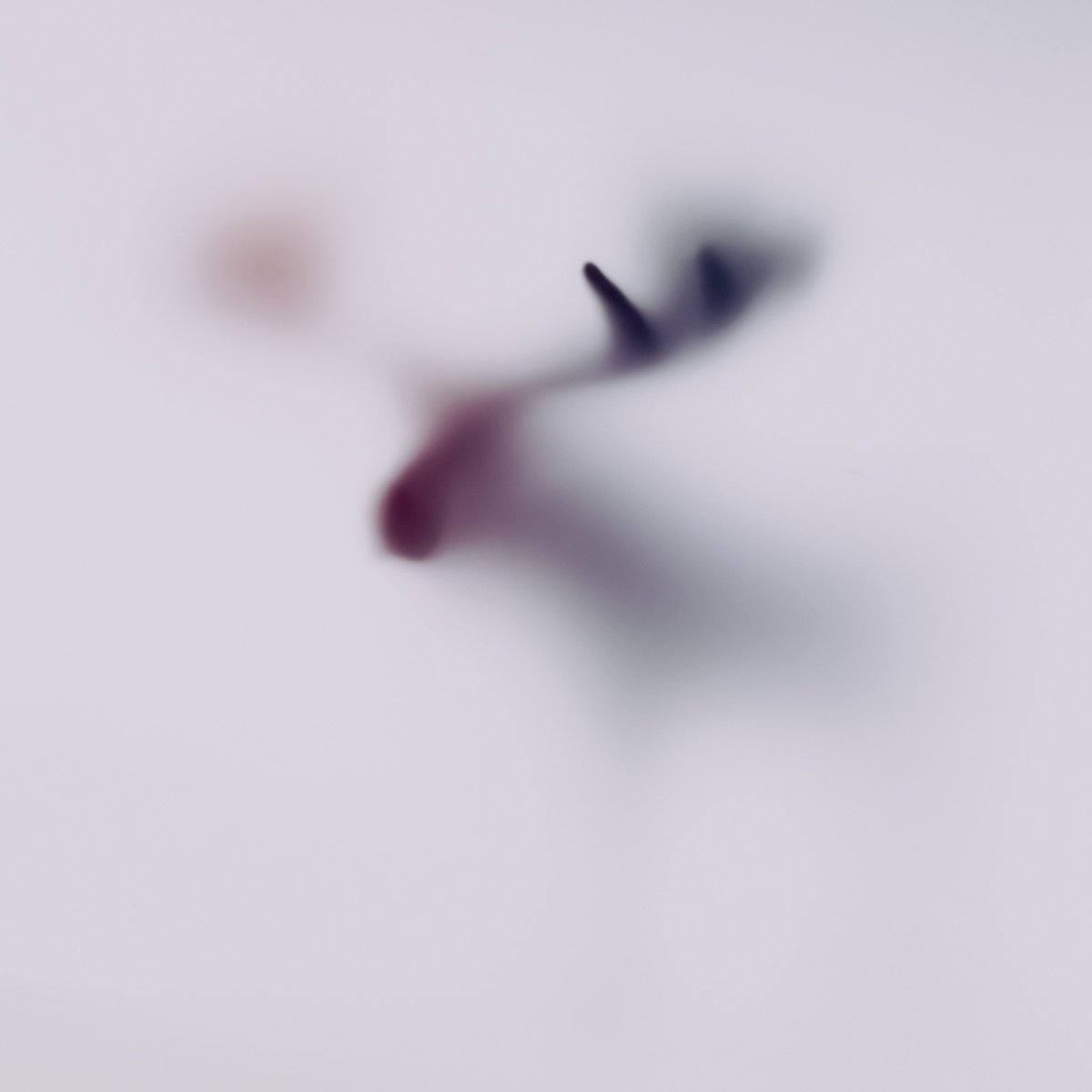 Abstract Animal Photograph By Sven Pfrommer, 39 X 39", Wild Lens - Elk, Original Artwork