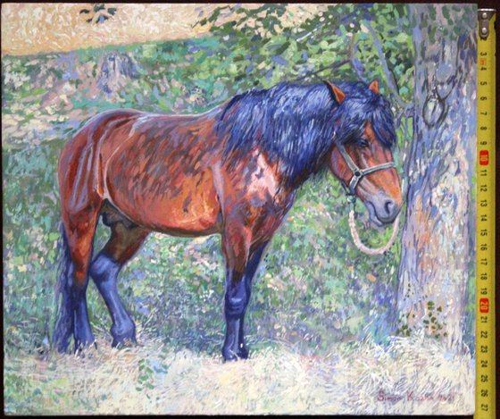 Horse in the shade of trees
