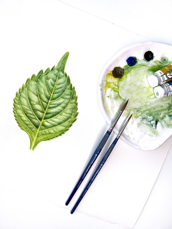 Green leaves of Hydrangea