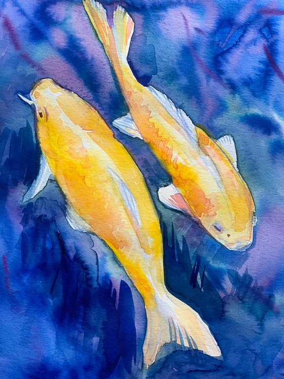 Fish gold koi