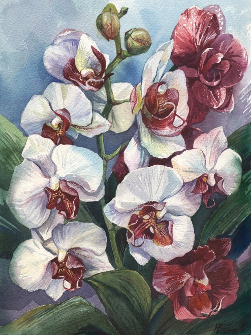 White and burgundy orchids by Natalia Veyner