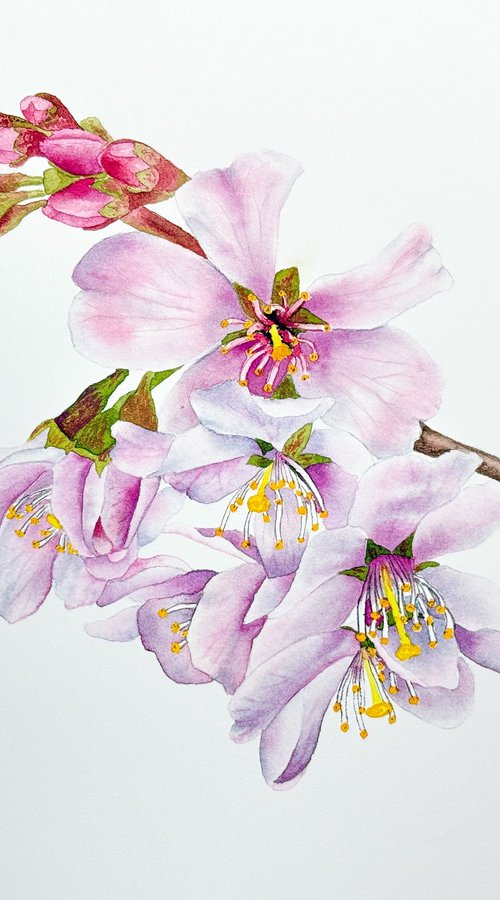 Cherry Blossom by Oksana Abdukadyrova