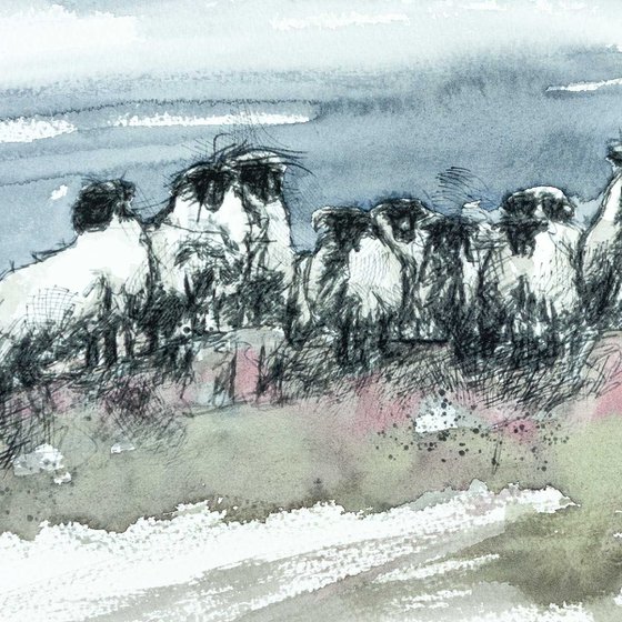 Moorland sheep
