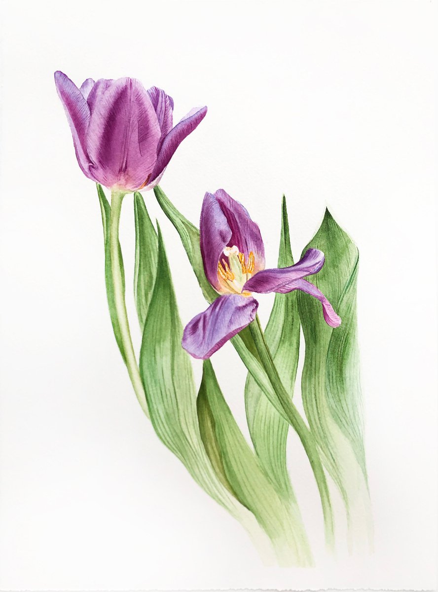 VIOLET TULIPS by Maiia Axton Studio