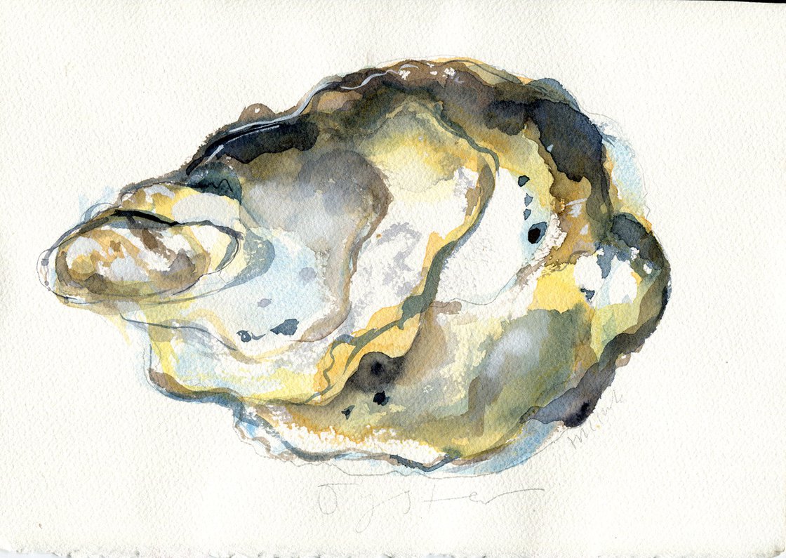 Solo Oyster Watercolour by Hannah Clark | Artfinder