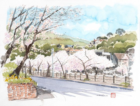 Cherry Blossoms Along the Riverside Path